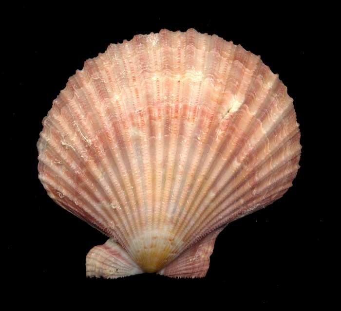 Aequipecten  opercularis